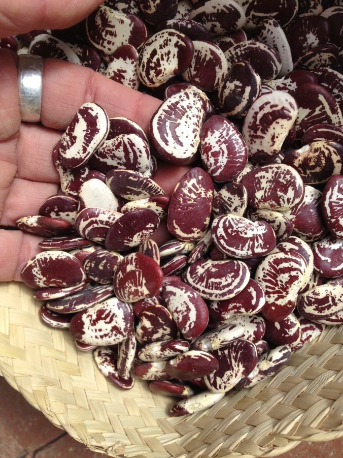 “Christmas lima” or “Chestnut lima” is a true lima bean Phaseolus lunatus, large, flat, purple mottled, and hearty flavored.  