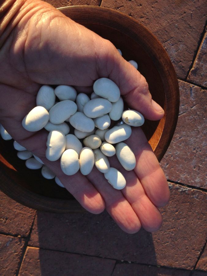 Related to scarlet runner is “Aztec White Runner” or “Bordal” (aka “Mortgage Lifter”) is another vining bean with a big white flower.  It is large, plump and a little sweet.