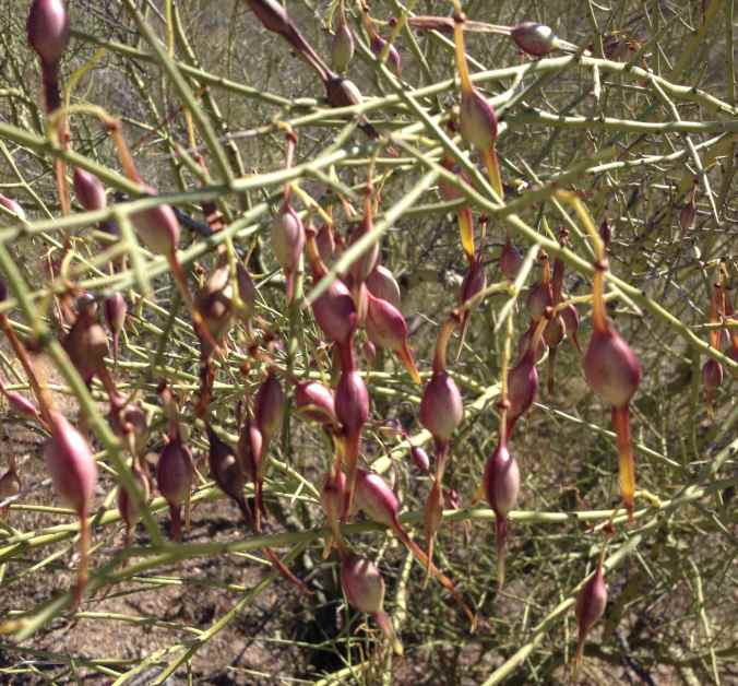 Foothills palo verde pods   ready for eating off the tree! (maburgess photo)