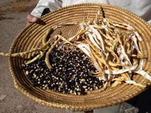 Rich harvest of Tohono O'odham U'Us Mun (black and white spotted black-eye pea) from last summer's harvest at Mission Garden
