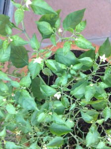 Potted blooming chiltepin plant for edible landscaping