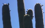 This is the third bloom of saguaros this season--with pollination may give another fruit harvest