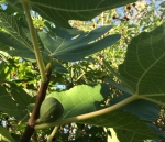 Green swelling Padre Kino fig--watch for preparing heirloom fruit ideas next month….